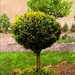 Topiary by digitalrn
