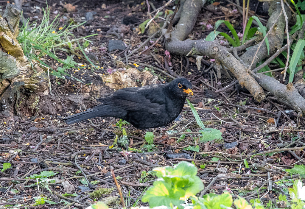 Blackbird by lifeat60degrees