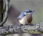 4th May 2019 - Nuthatch