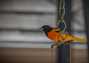 5th May 2019 - Oriole