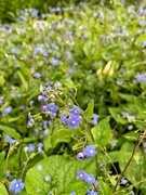 6th May 2019 - Forget me not. 
