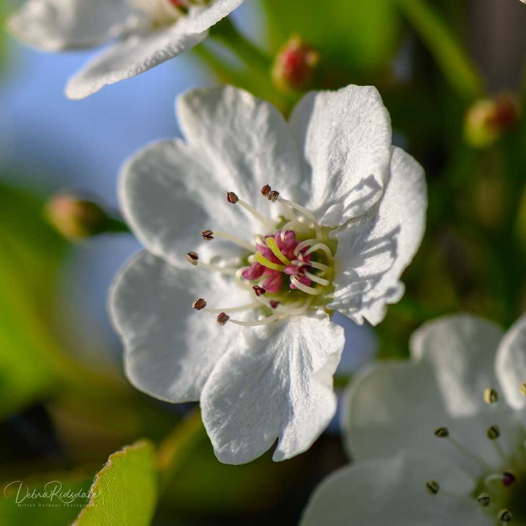 Flowering Pear Blossom  by dridsdale