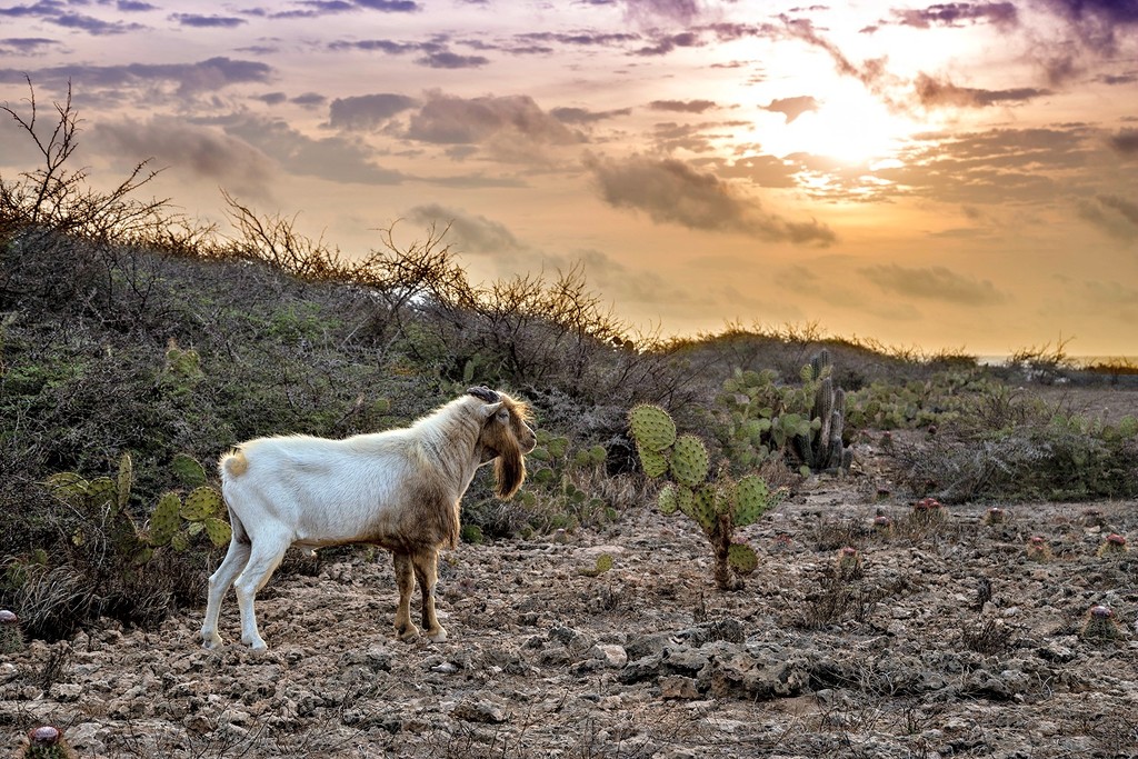 Aruba Goat Sunrise by pdulis