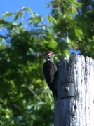 4th May 2019 - Woodpecker 1