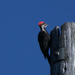 Woodpecker 2 by gtoolman8