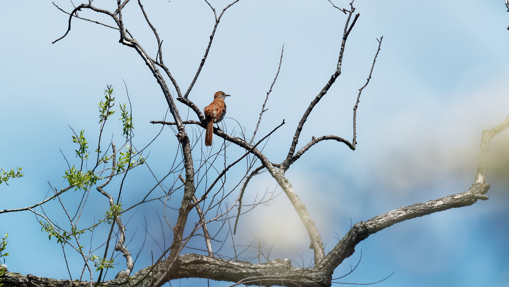 brown thrasher  by rminer