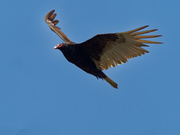 5th May 2019 - turkey vulture