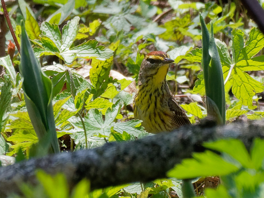 Palm Warbler by rminer