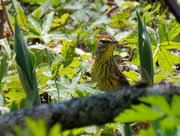 5th May 2019 - Palm Warbler