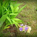 May Day, May Day, Iris Down! by homeschoolmom