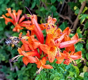 6th May 2019 - Cape Honeysuckle taken with my cell