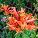 Cape Honeysuckle taken with my cell by ludwigsdiana