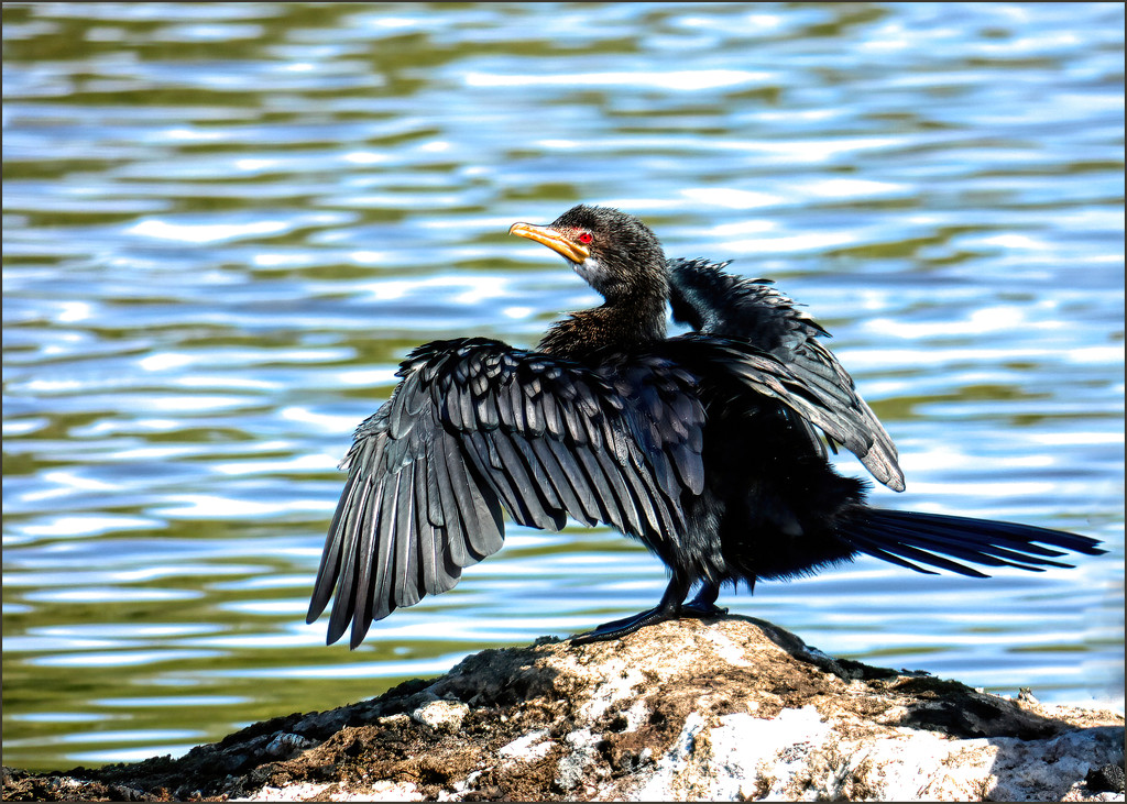 Cormorant drying it's wings. by ludwigsdiana