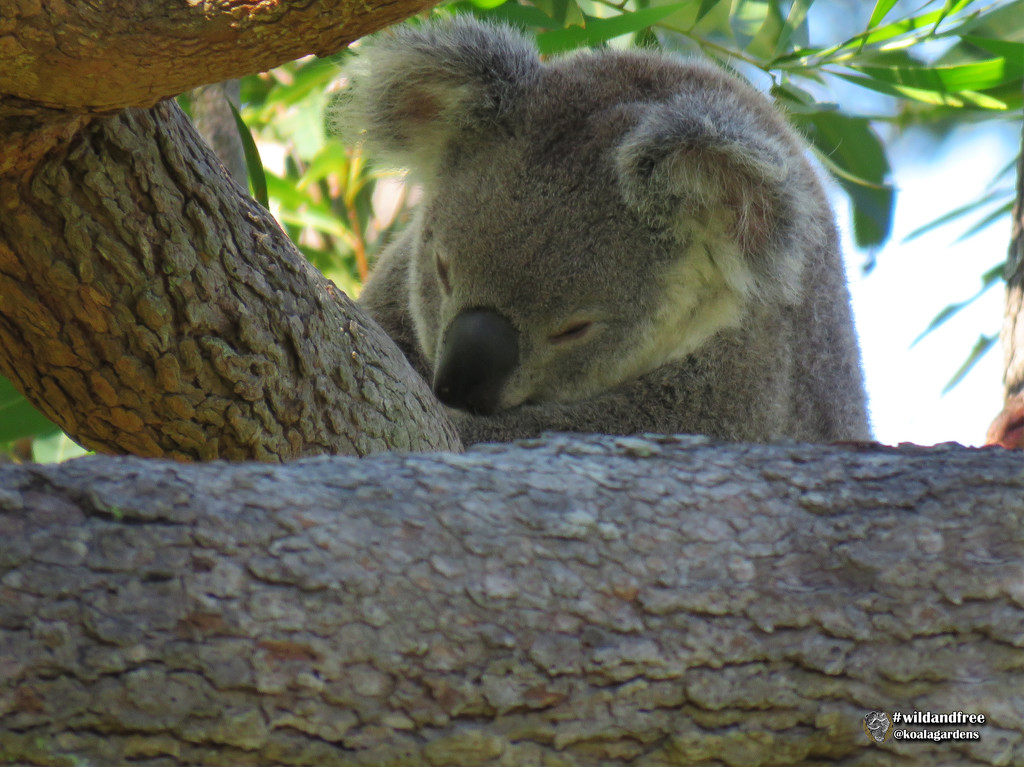 half and half by koalagardens