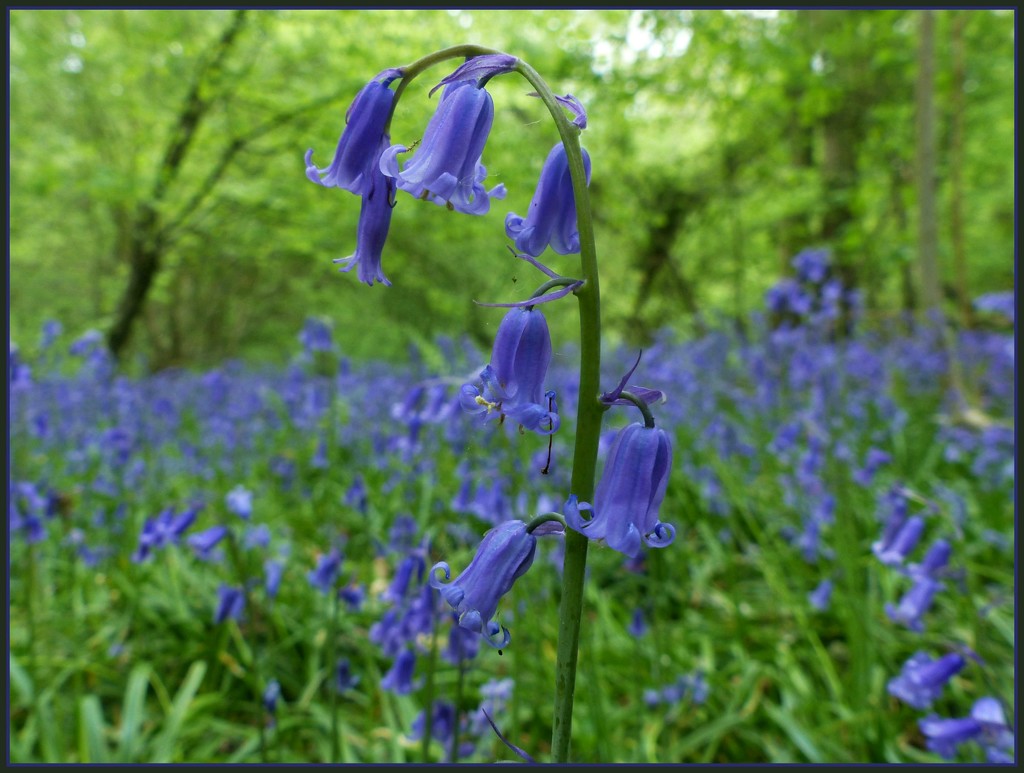In the bluebell woods by jokristina