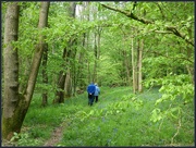 5th May 2019 - Annual pilgrimage to the Bluebell woods.