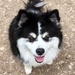 Half and half - Finnish lapphund by pamknowler
