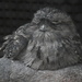 Tawny Frogmouth by kgolab