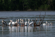 5th May 2019 - American White Pelicans, Rolling On The River