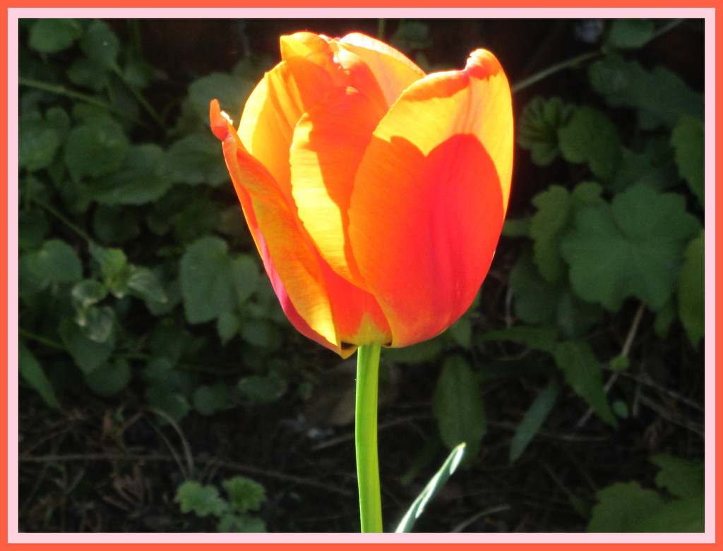 A Church garden tulip. by grace55