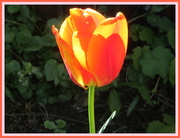 6th May 2019 - A Church garden tulip.