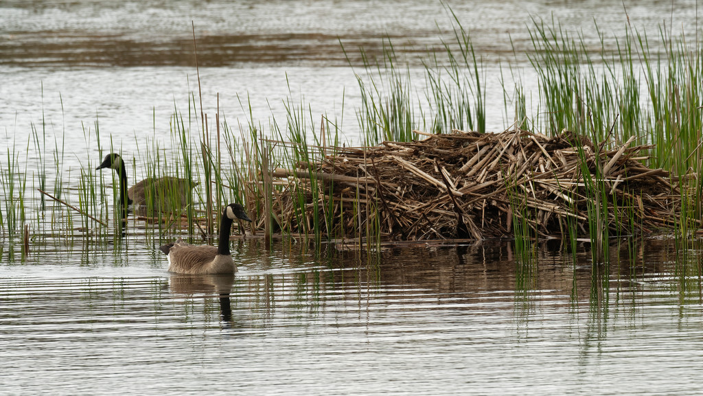 Canada geese den by rminer