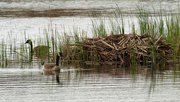 6th May 2019 - Canada geese den