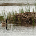 Canada geese den by rminer