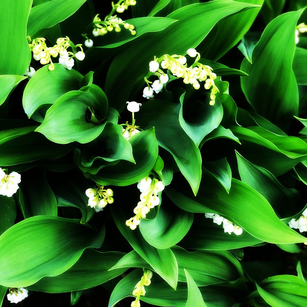 If It's Lily Of The Valley It Must Be May by yogiw
