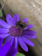 6th May 2019 - Gathering pollen