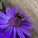 Gathering pollen by 365projectmaxine