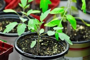 25th Apr 2019 - Baby Tomato Plant