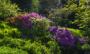 6th May 2019 - Azalea Waterfall