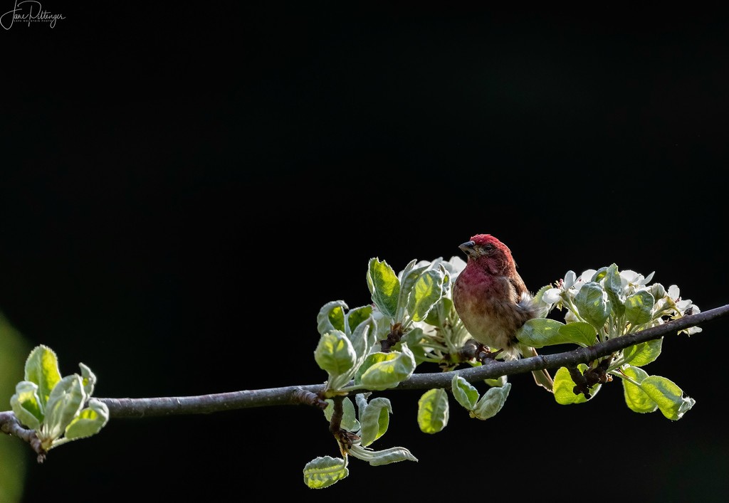 House Finch Amongst Pear Blossoms by jgpittenger