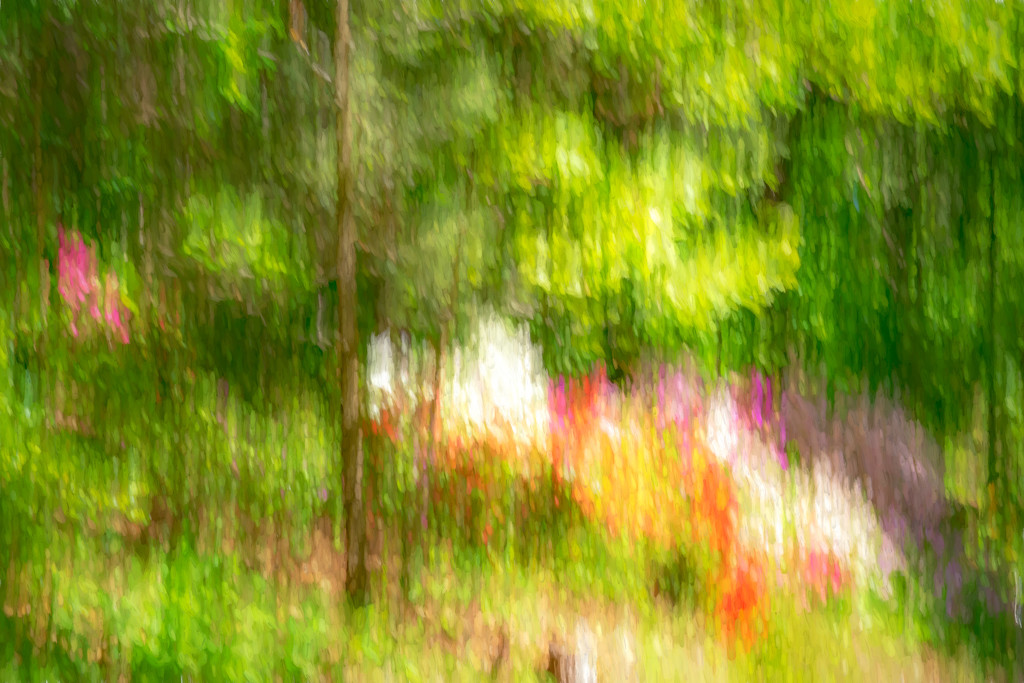 azaleas in the woods by jernst1779