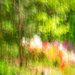 azaleas in the woods by jernst1779