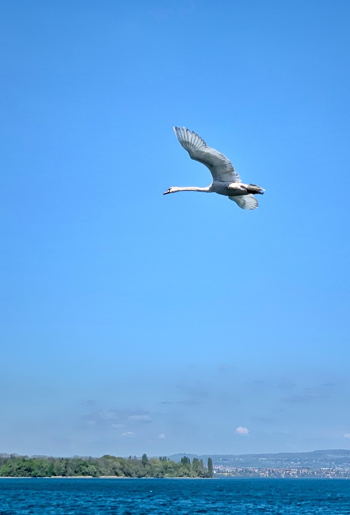 Swan flight.  by cocobella