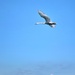 Swan flight.  by cocobella
