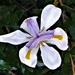 Australian Native Iris ~   by happysnaps