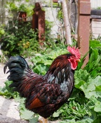 4th May 2019 - Rooster