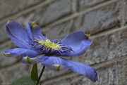 29th Apr 2019 - Clematis