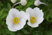 6th May 2019 - Anemone?