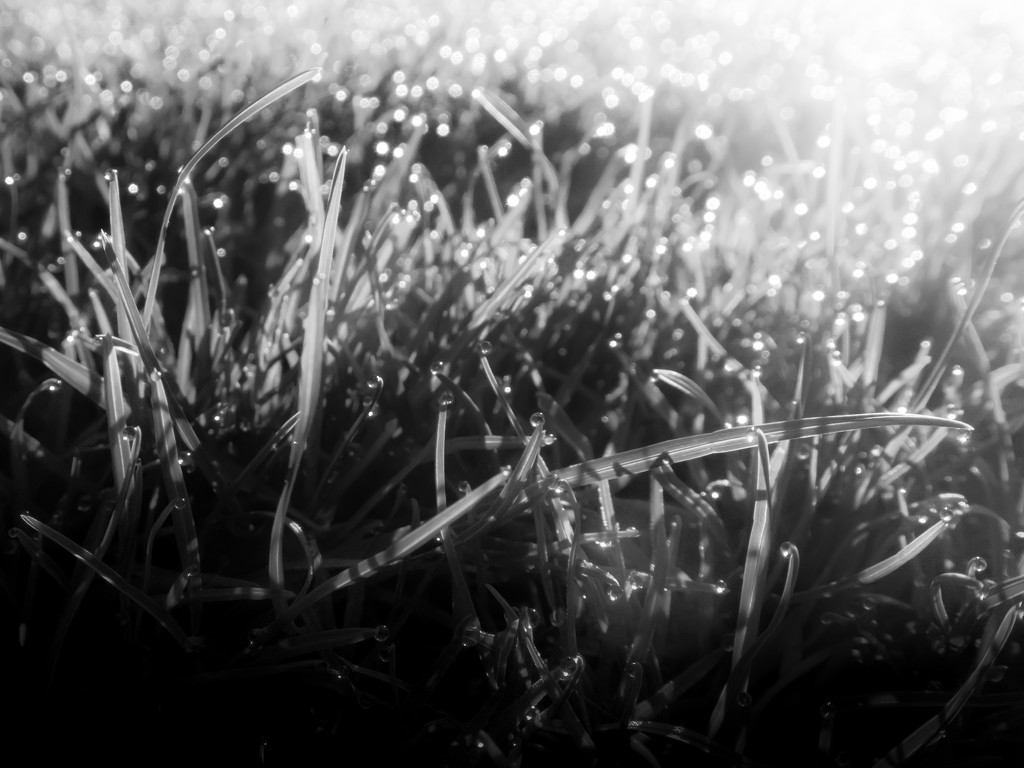 grass by northy