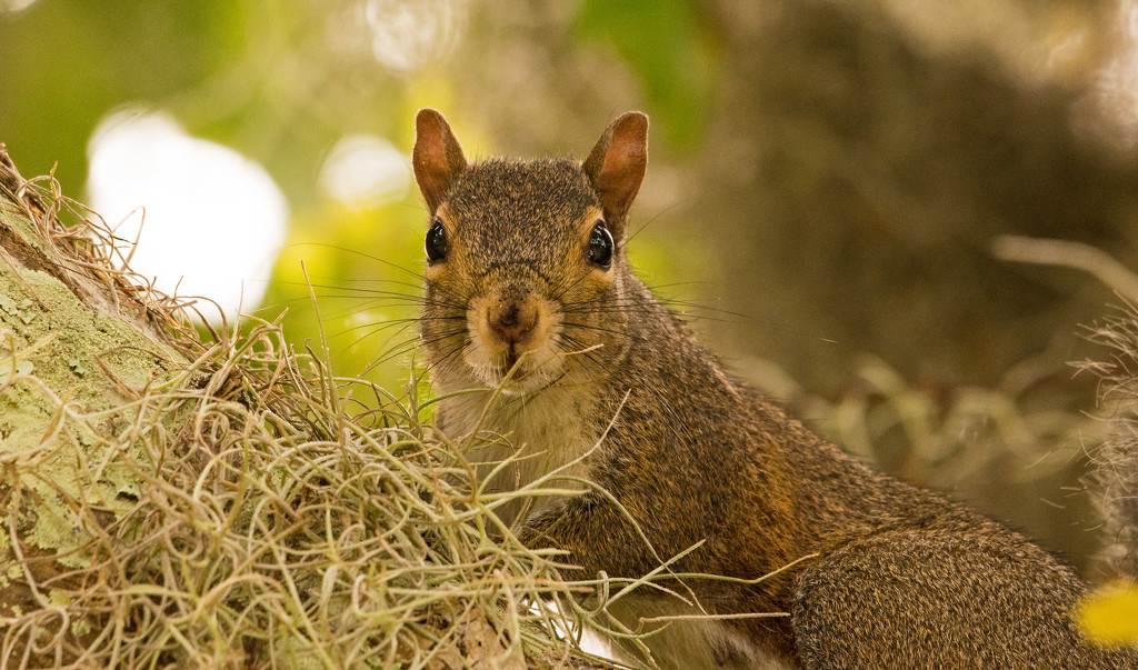 Mr Squirrel Up Close! by rickster549