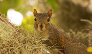 6th May 2019 - Mr Squirrel Up Close!