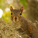 Mr Squirrel Up Close! by rickster549