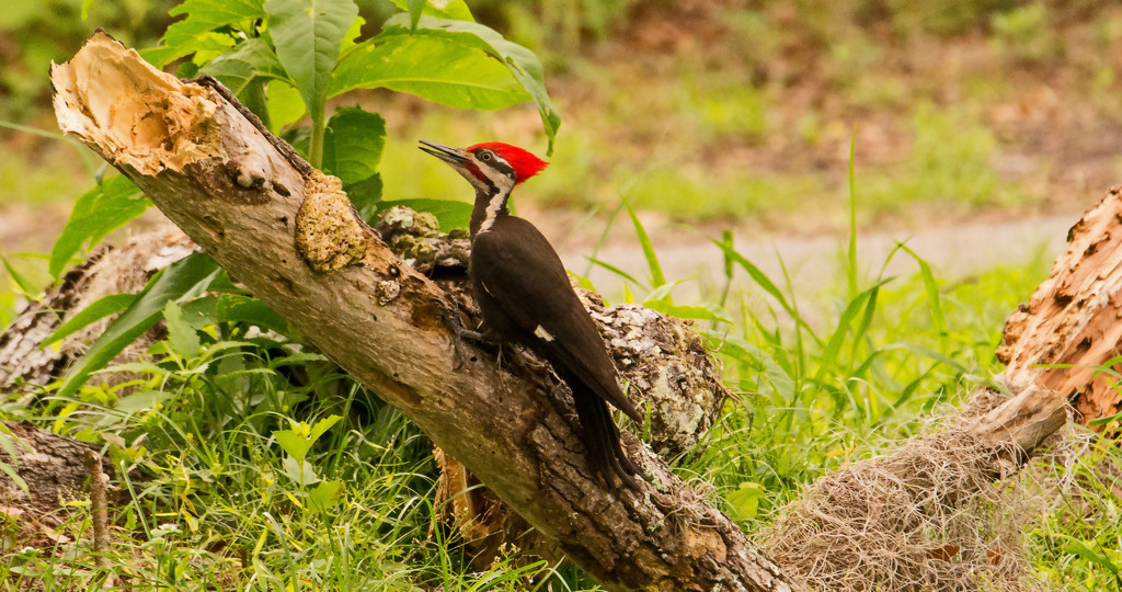 The Pileated, Hard at Work! by rickster549