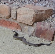 6th May 2019 - Arizona Black Rattlesnake