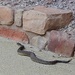 Arizona Black Rattlesnake by harbie