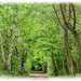 Woodland Walk by carolmw